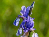 Schwertlilie oder Iris blau